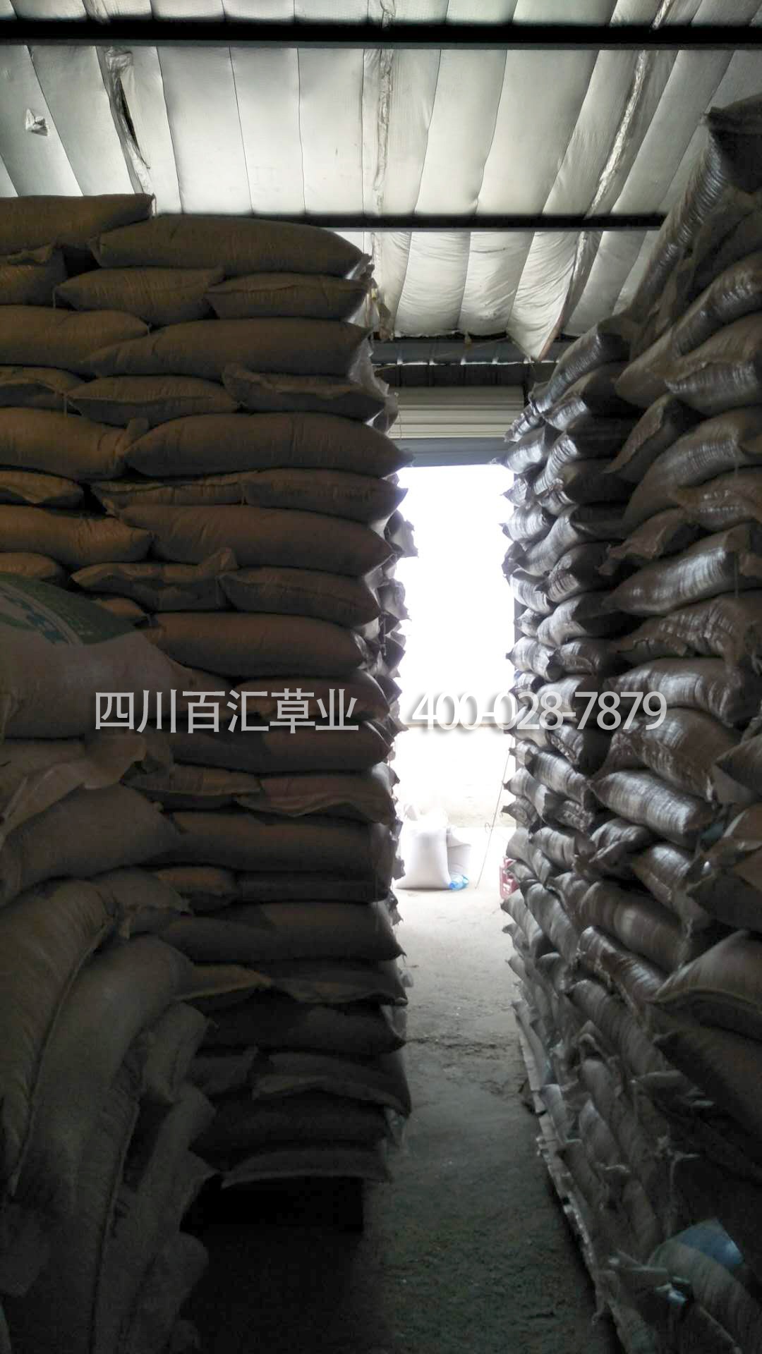 秋播花草種子 秋播花草種子