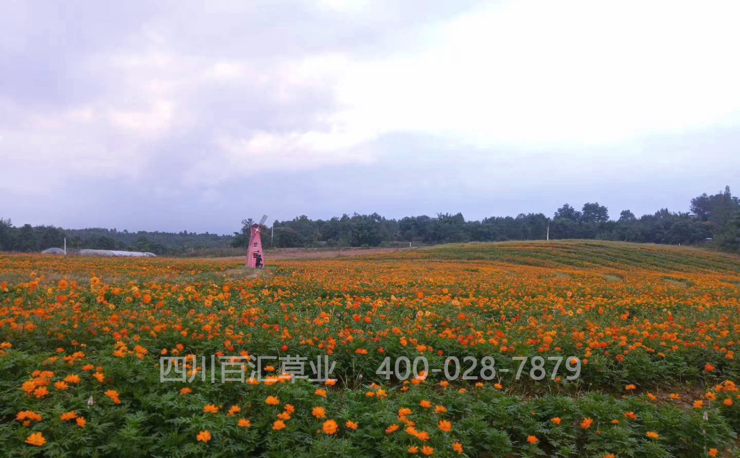 硫華菊花種子 硫華菊花種子